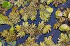 Pattern in salvinia, an invasive species, Caddo Lake, Texas. Art Print